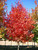 Flashfire® Sugar Maple