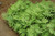 Sensitive Fern