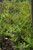 Sensitive Fern