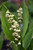 Lily-Of-The-Valley
