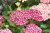 Yarrow Deep Rose