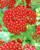 Yarrow Desert Eve Red