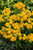 Hello Yellow Milkweed