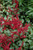 Burgundy Red Astilbe