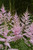Astilbe Erika