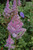 Purple Candles Astilbe