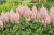 Astilbe Visions Inferno