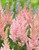 Astilbe Visions Inferno