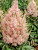 Astilbe Visions Inferno