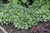 Jack Frost Bugloss