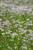Allium Nodding onion