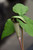 Jack-In-The-Pulpit