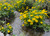 Marsh Marigold