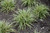Silver Sceptre Variegated Japanese Sedge