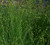 Grass Rosy Sedge