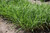 Mystal&trade; Tiger Tail Maiden Grass