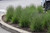 Smoke Signal Little Bluestem