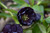 Wedding Party&reg; Dark and Handsome Hellebore
