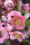 Pink Frost Hellebore