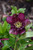 Wedding Party&reg; True Love Hellebore