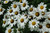 Alaska Shasta Daisy