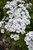 Super Ka-Pow&trade; White Garden Phlox
