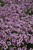 Red Creeping Thyme