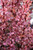 Rose Glow Japanese Barberry