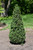 Pyramidalis Boxwood