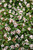Coral Beauty Cotoneaster