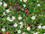 Coral Beauty Cotoneaster