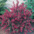Holland Broom