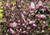 Holland Broom