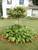 Euonymus