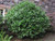 Sarcoxie Euonymus