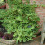 Sarcoxie Euonymus