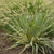 Bright Edge Yucca