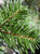 Silver Fir