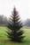 Fraser Fir