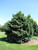 Boulevard Falsecypress