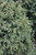 Boulevard Falsecypress
