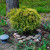 Golden Mop Threadleaf Cypress