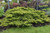 Gold Coast Juniper