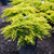 Gold Coast Juniper