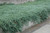 Icee Blue Juniper