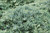 Icee Blue Juniper