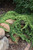 Dwarf Japanese Garden Juniper
