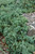 Blue Rug Juniper