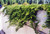 Prince of Wales Juniper
