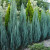 Blue Arrow Juniper